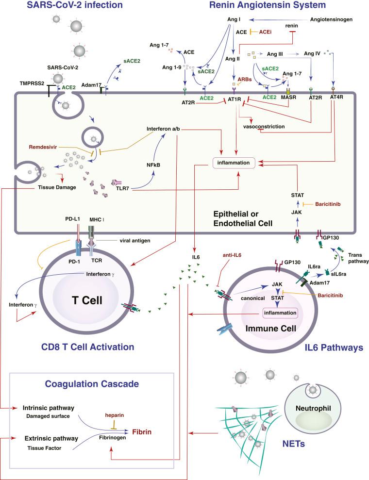 https://cdn.ncbi.nlm.nih.gov/pmc/blobs/5f56/7826337/059c2700bb03/pnas.2021642118fig01.jpg