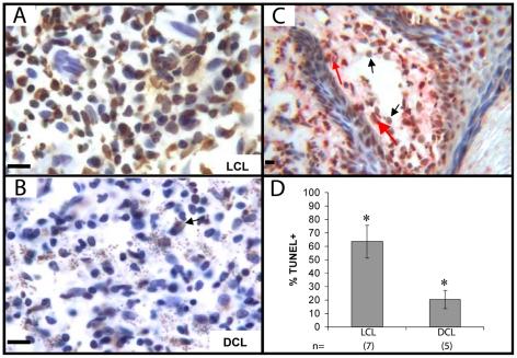 https://cdn.ncbi.nlm.nih.gov/pmc/blobs/5f57/2970528/3d65945e8bc0/pntd.0000871.g005.jpg