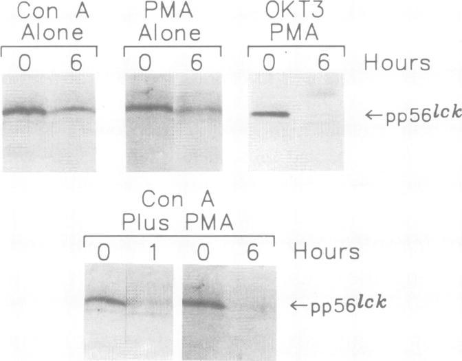 https://cdn.ncbi.nlm.nih.gov/pmc/blobs/5f5a/553696/b8887e4fdb2e/emboj00249-0218-d.jpg