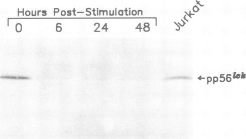 https://cdn.ncbi.nlm.nih.gov/pmc/blobs/5f5a/553696/d1297a76efd6/emboj00249-0218-c.jpg