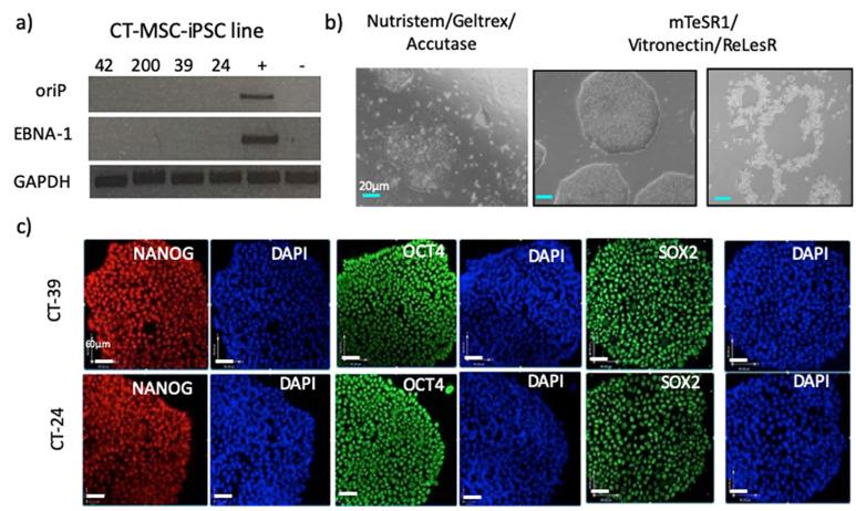https://cdn.ncbi.nlm.nih.gov/pmc/blobs/5f5a/7824218/efe56c810804/cells-10-00049-g003.jpg