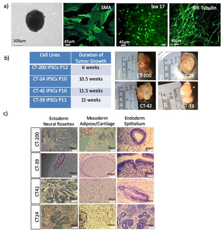https://cdn.ncbi.nlm.nih.gov/pmc/blobs/5f5a/7824218/fe1de836daef/cells-10-00049-g004.jpg