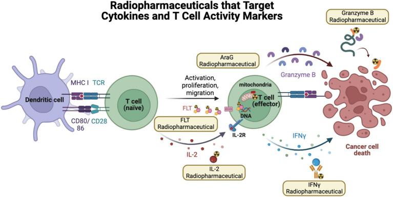 https://cdn.ncbi.nlm.nih.gov/pmc/blobs/5f5b/11298440/f86f16a55e80/fmed-11-1233913-g004.jpg
