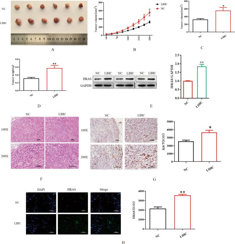 https://cdn.ncbi.nlm.nih.gov/pmc/blobs/5f5b/12039069/507928f20cd8/12885_2025_14131_Fig8_HTML.jpg