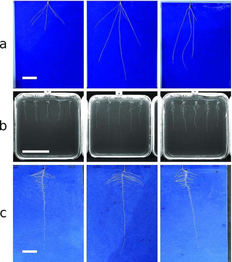https://cdn.ncbi.nlm.nih.gov/pmc/blobs/5f5d/6839032/7f273a4c296a/giz123fig4.jpg