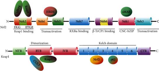 https://cdn.ncbi.nlm.nih.gov/pmc/blobs/5f5d/9001080/2298ef360f13/OMCL2022-1015791.002.jpg