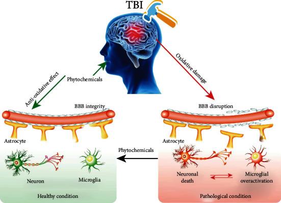https://cdn.ncbi.nlm.nih.gov/pmc/blobs/5f5d/9001080/49544c350f45/OMCL2022-1015791.004.jpg