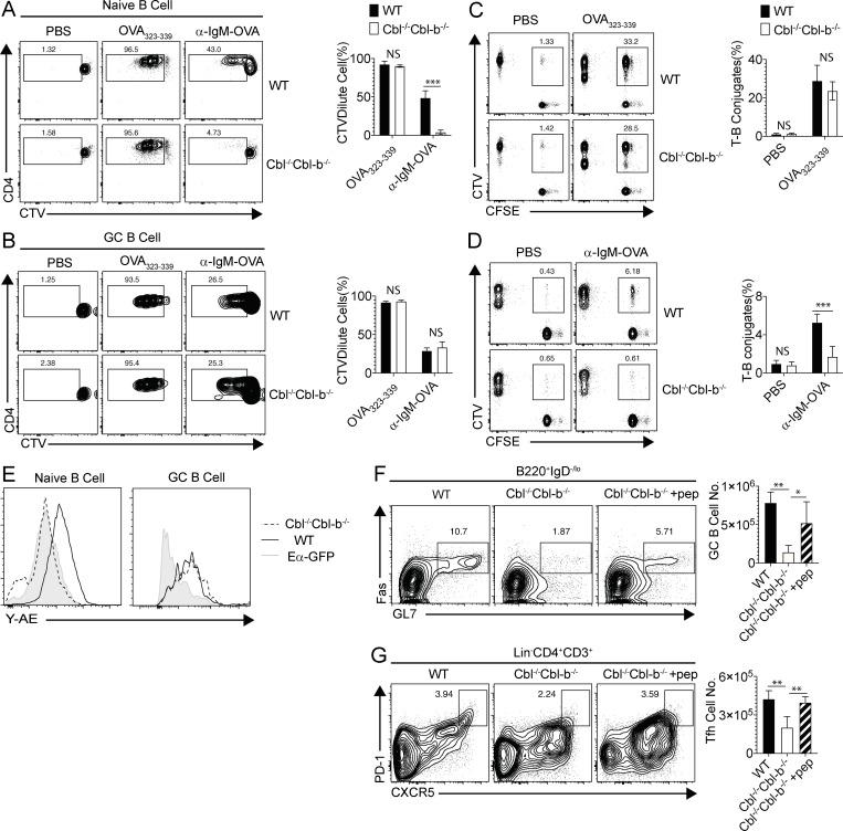 https://cdn.ncbi.nlm.nih.gov/pmc/blobs/5f60/7478728/543f9d9e3dc7/JEM_20191537_Fig3.jpg