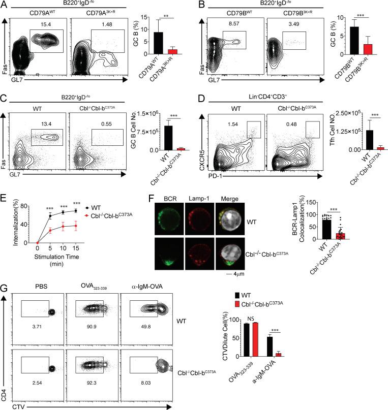 https://cdn.ncbi.nlm.nih.gov/pmc/blobs/5f60/7478728/5fe0b59e4393/JEM_20191537_Fig6.jpg