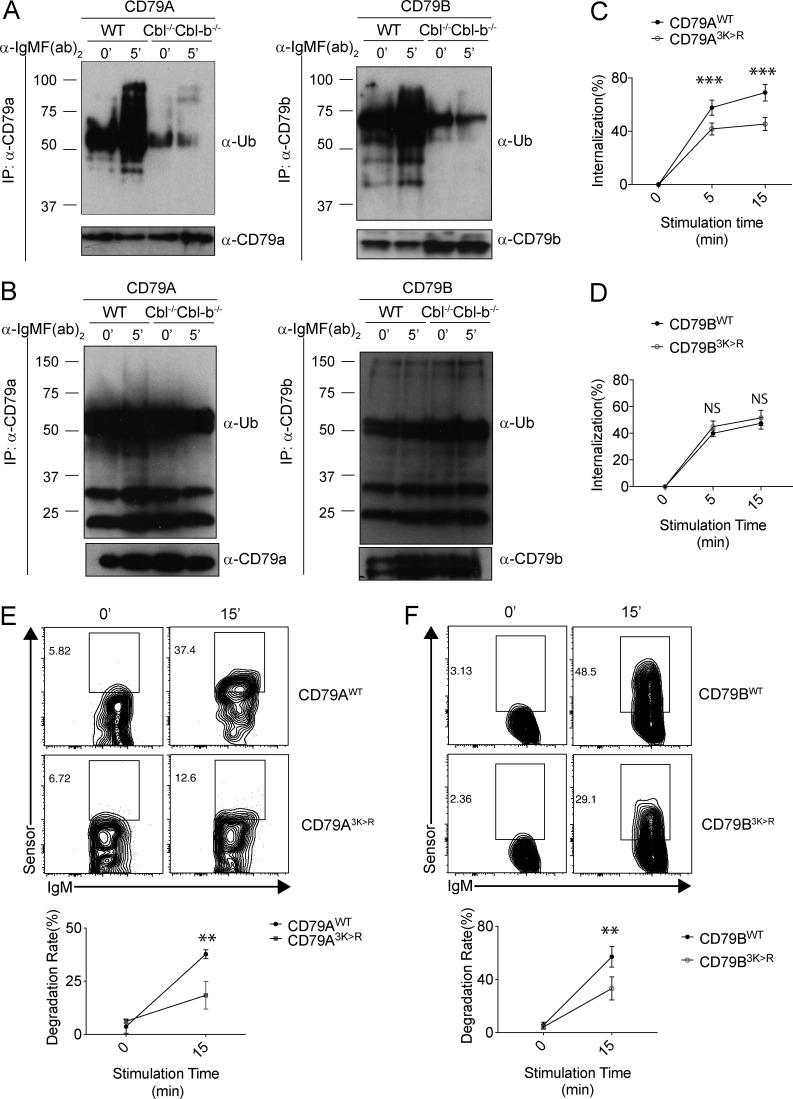 https://cdn.ncbi.nlm.nih.gov/pmc/blobs/5f60/7478728/828b05e67a9c/JEM_20191537_Fig5.jpg