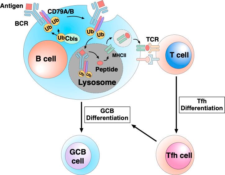 https://cdn.ncbi.nlm.nih.gov/pmc/blobs/5f60/7478728/97a33afe573f/JEM_20191537_GA.jpg