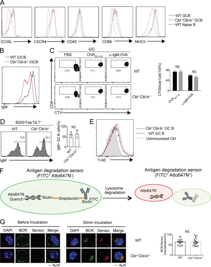 https://cdn.ncbi.nlm.nih.gov/pmc/blobs/5f60/7478728/ab2f4d25ef97/JEM_20191537_FigS3.jpg