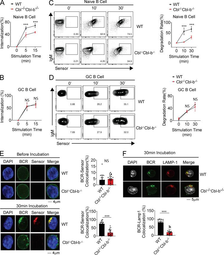 https://cdn.ncbi.nlm.nih.gov/pmc/blobs/5f60/7478728/d642d96be44f/JEM_20191537_Fig4.jpg