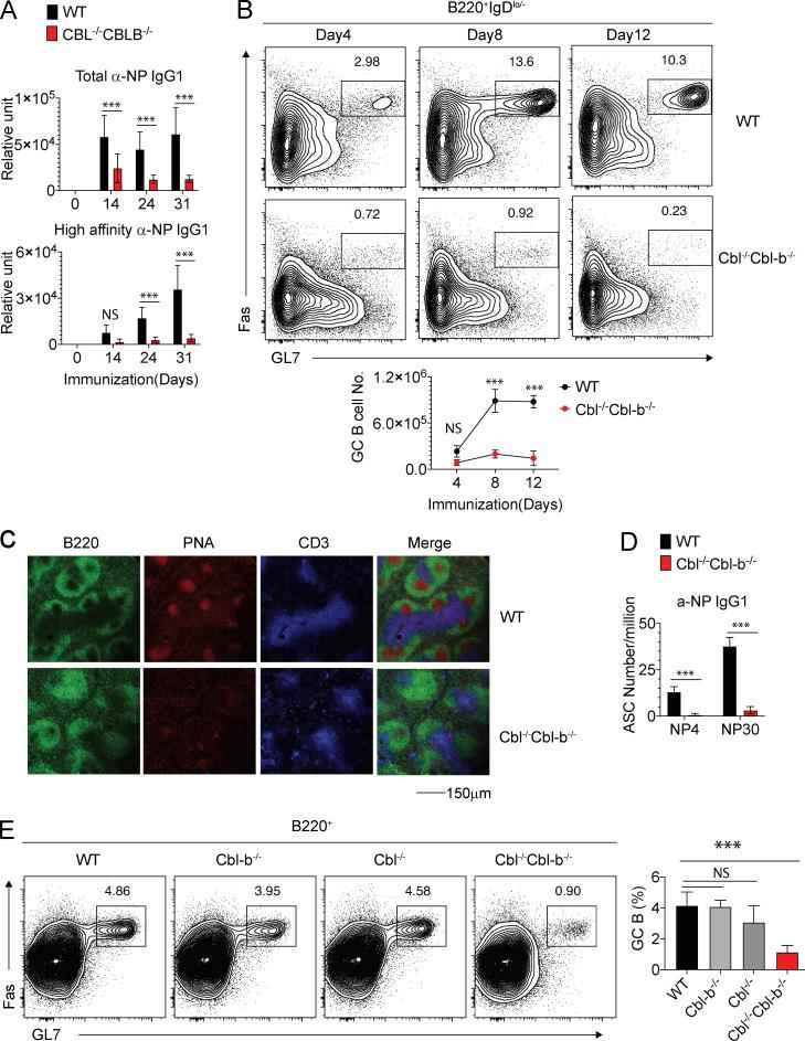 https://cdn.ncbi.nlm.nih.gov/pmc/blobs/5f60/7478728/db0dd7de3302/JEM_20191537_Fig1.jpg