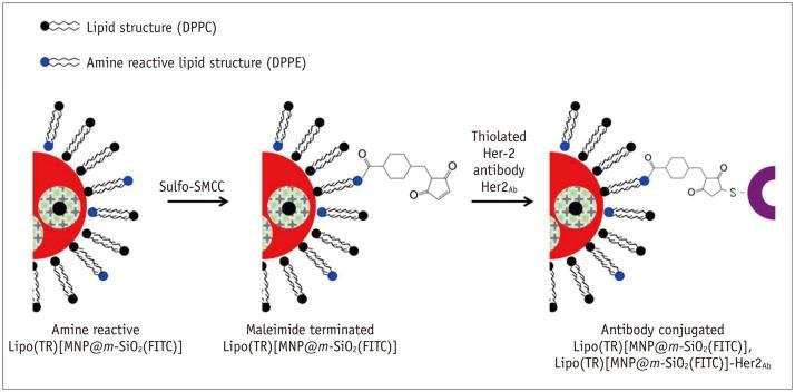 https://cdn.ncbi.nlm.nih.gov/pmc/blobs/5f64/4105802/a372012ebbed/kjr-15-411-g003.jpg