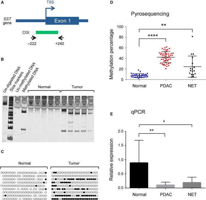 https://cdn.ncbi.nlm.nih.gov/pmc/blobs/5f67/7266283/8d98d4338fe6/MOL2-14-1252-g003.jpg