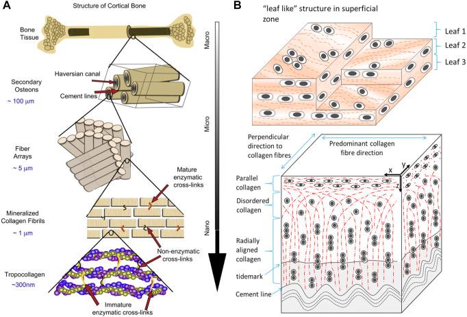 https://cdn.ncbi.nlm.nih.gov/pmc/blobs/5f68/10185897/789ca0550847/fbioe-11-1199507-g002.jpg