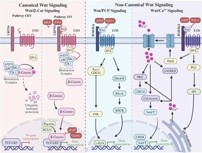 https://cdn.ncbi.nlm.nih.gov/pmc/blobs/5f68/12078226/5779bdc19113/fcell-13-1599355-g002.jpg