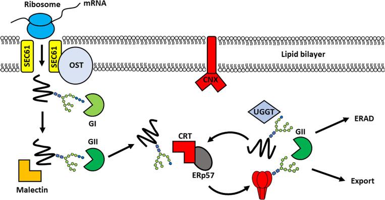 https://cdn.ncbi.nlm.nih.gov/pmc/blobs/5f70/7744475/c02c03a78697/fpls-11-609207-g003.jpg