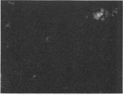 https://cdn.ncbi.nlm.nih.gov/pmc/blobs/5f72/377711/57e5fbf11ad9/applmicro00003-0129-a.jpg