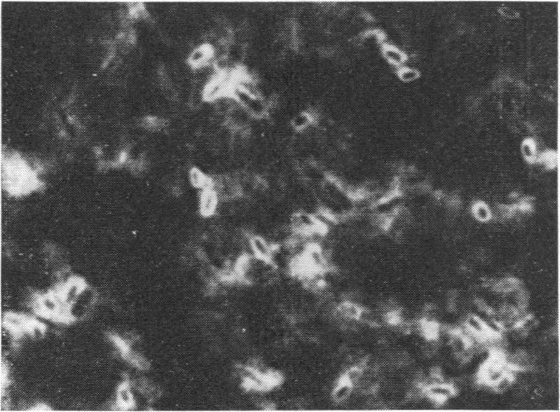 https://cdn.ncbi.nlm.nih.gov/pmc/blobs/5f72/377711/f801ff13ee30/applmicro00003-0129-c.jpg