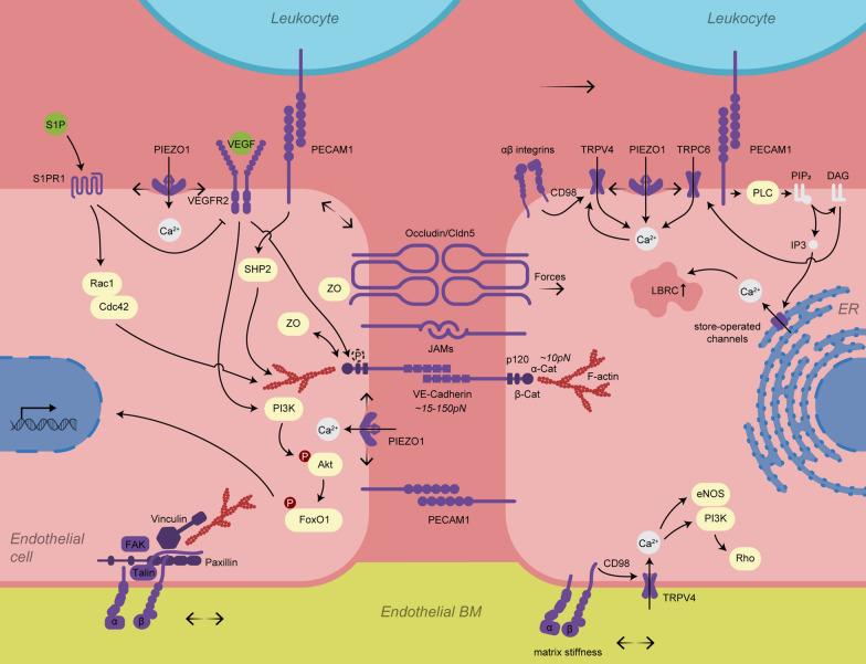 https://cdn.ncbi.nlm.nih.gov/pmc/blobs/5f74/11657007/05bd59ad5086/12974_2024_3321_Fig3_HTML.jpg