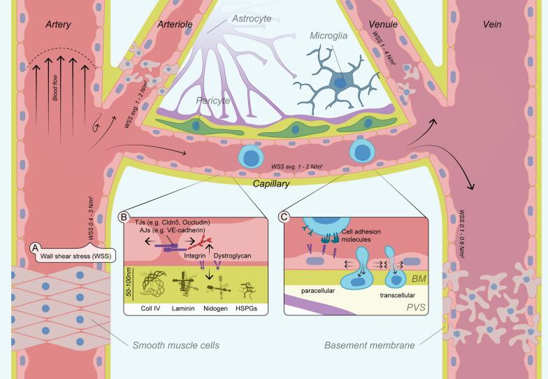 https://cdn.ncbi.nlm.nih.gov/pmc/blobs/5f74/11657007/badad9fe0c94/12974_2024_3321_Fig1_HTML.jpg