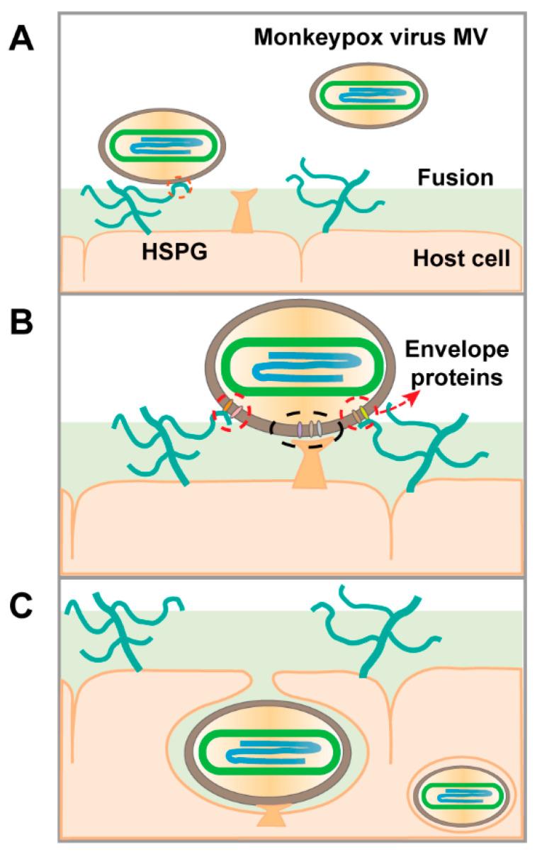 https://cdn.ncbi.nlm.nih.gov/pmc/blobs/5f76/9503980/776e990d1951/molecules-27-05898-g006.jpg
