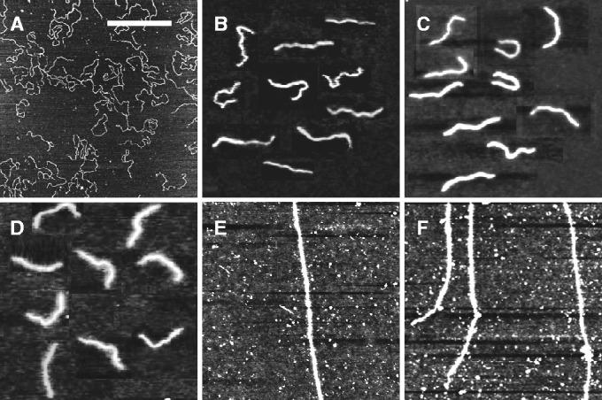 https://cdn.ncbi.nlm.nih.gov/pmc/blobs/5f78/3814371/22a32843219e/gkt783f6p.jpg