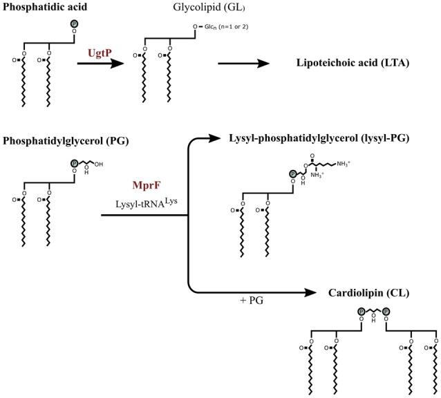 https://cdn.ncbi.nlm.nih.gov/pmc/blobs/5f78/5063857/3c6c7d59f195/fcell-04-00111-g0003.jpg