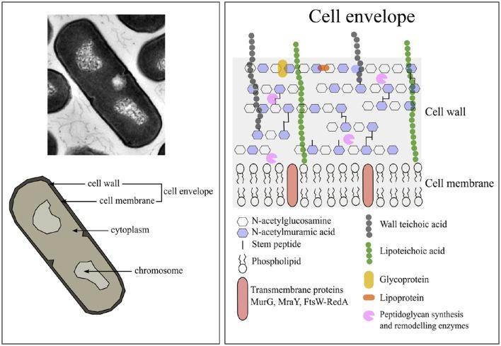 https://cdn.ncbi.nlm.nih.gov/pmc/blobs/5f78/5063857/aa57cd5a8c38/fcell-04-00111-g0001.jpg