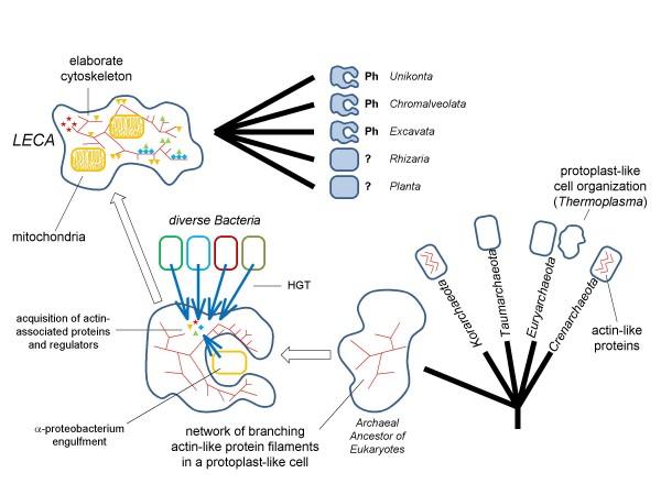 https://cdn.ncbi.nlm.nih.gov/pmc/blobs/5f79/2651865/d06e8eb6c4b9/1745-6150-4-9-4.jpg