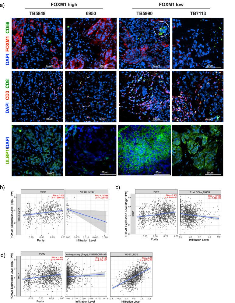 https://cdn.ncbi.nlm.nih.gov/pmc/blobs/5f7c/12037779/9bb542099b83/41467_2025_59186_Fig6_HTML.jpg