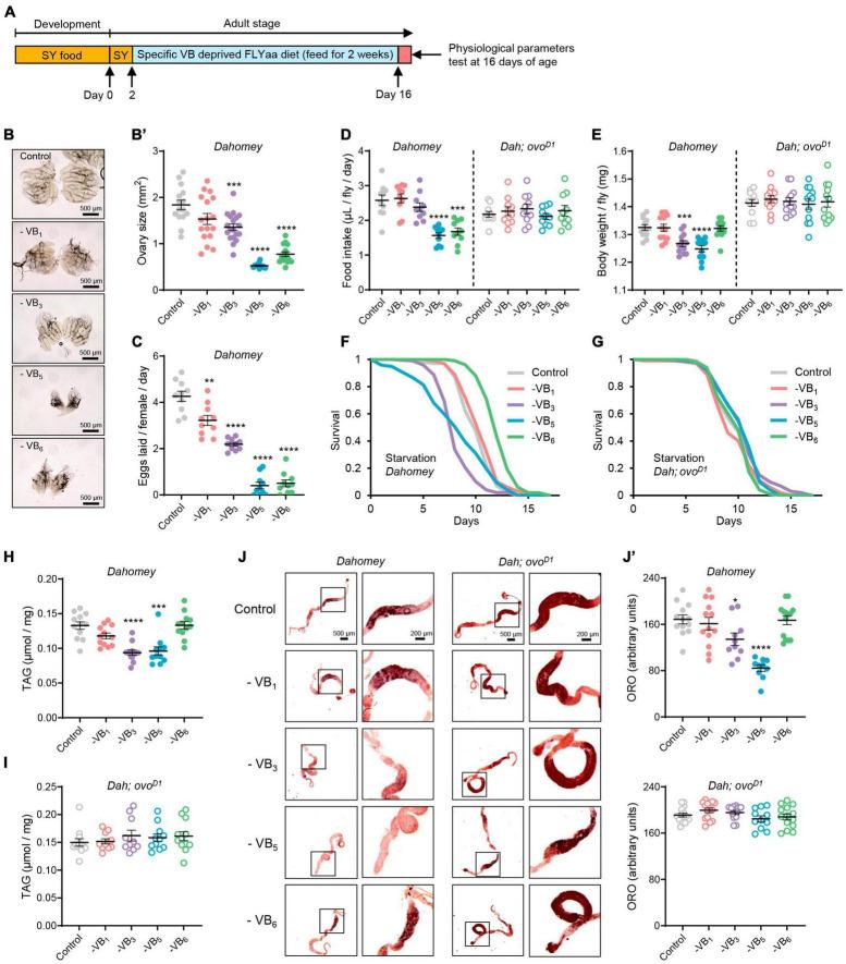 https://cdn.ncbi.nlm.nih.gov/pmc/blobs/5f7d/10627837/137e928416d7/fnut-10-1277715-g002.jpg
