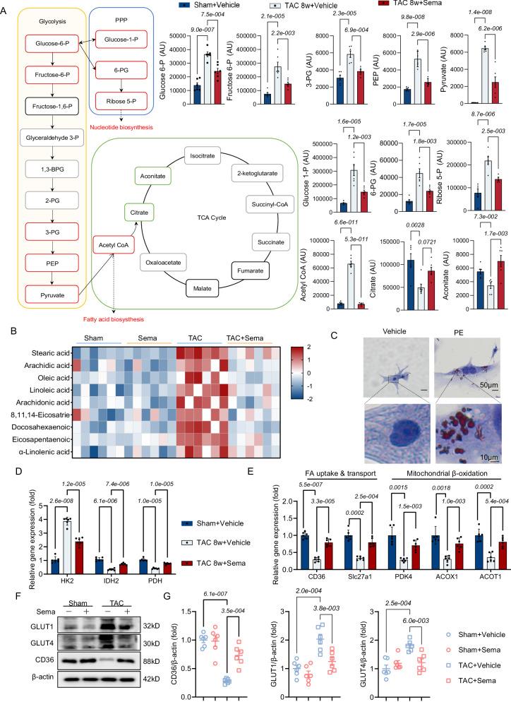 https://cdn.ncbi.nlm.nih.gov/pmc/blobs/5f80/11150406/1306a331705f/41467_2024_48970_Fig4_HTML.jpg