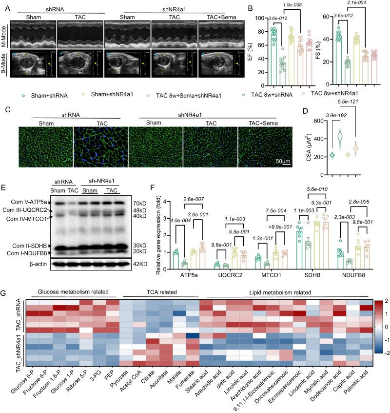 https://cdn.ncbi.nlm.nih.gov/pmc/blobs/5f80/11150406/5d9b9052acd4/41467_2024_48970_Fig6_HTML.jpg