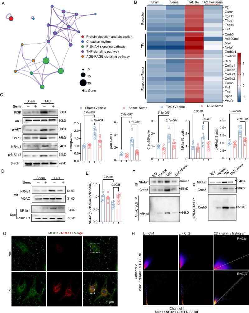 https://cdn.ncbi.nlm.nih.gov/pmc/blobs/5f80/11150406/f80a6532031f/41467_2024_48970_Fig5_HTML.jpg