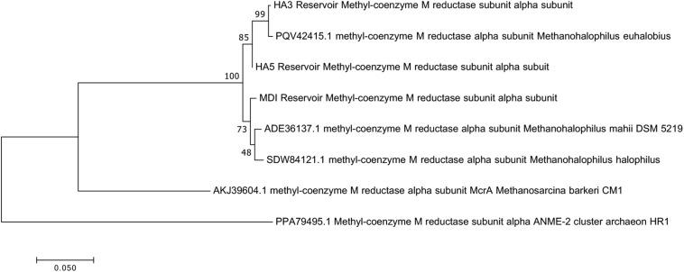 https://cdn.ncbi.nlm.nih.gov/pmc/blobs/5f80/7530209/03f7af4e90e5/fmicb-11-570714-g004.jpg