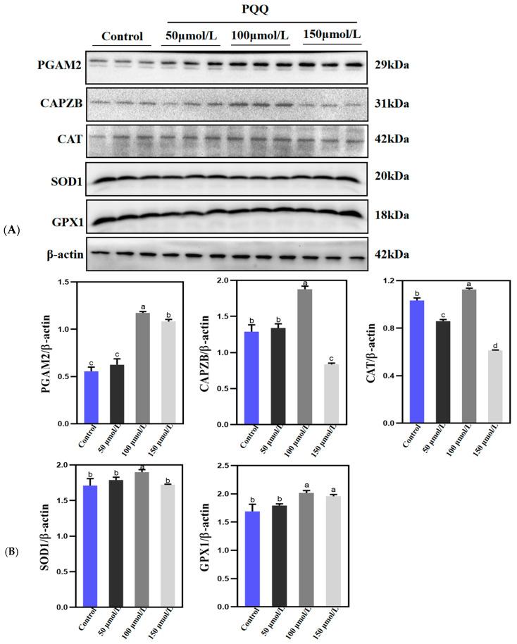 https://cdn.ncbi.nlm.nih.gov/pmc/blobs/5f81/11503688/697bbac1ad3e/animals-14-02940-g004.jpg