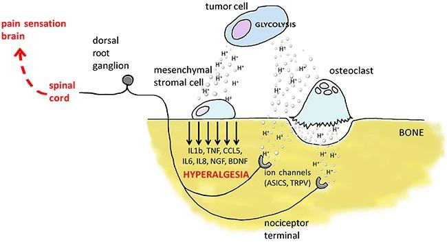 https://cdn.ncbi.nlm.nih.gov/pmc/blobs/5f81/5589596/9da94b07b8e2/oncotarget-08-54478-g007.jpg