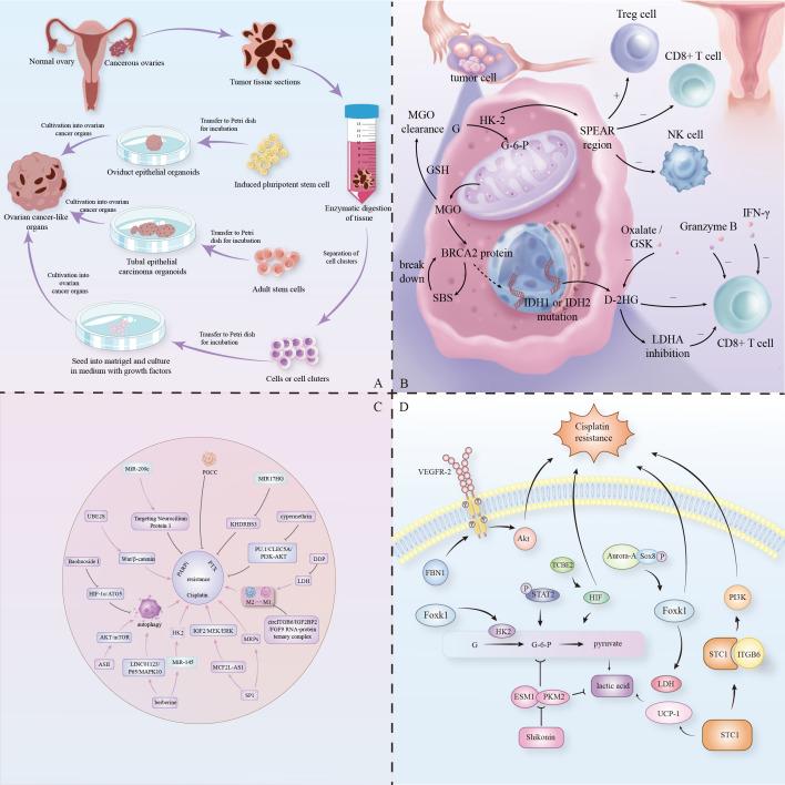 https://cdn.ncbi.nlm.nih.gov/pmc/blobs/5f85/11968360/e40b7c9f38c0/fimmu-16-1573686-g001.jpg