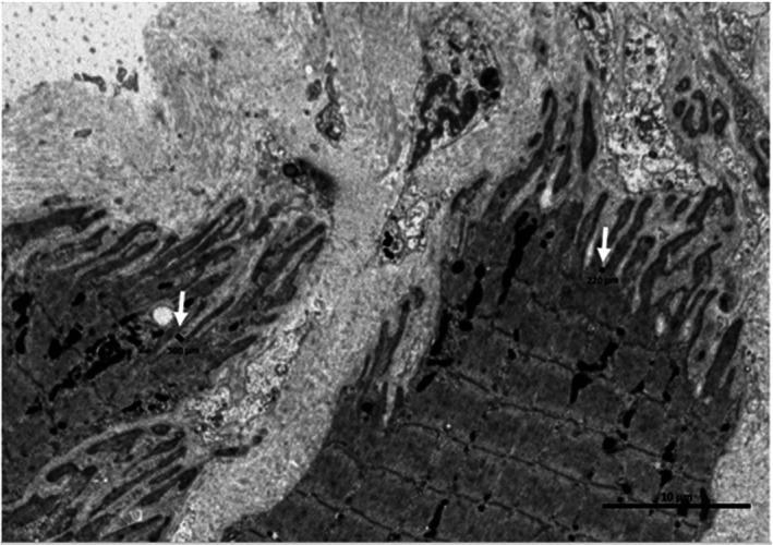 https://cdn.ncbi.nlm.nih.gov/pmc/blobs/5f86/10091713/e58abebd3536/SMS-33-136-g003.jpg