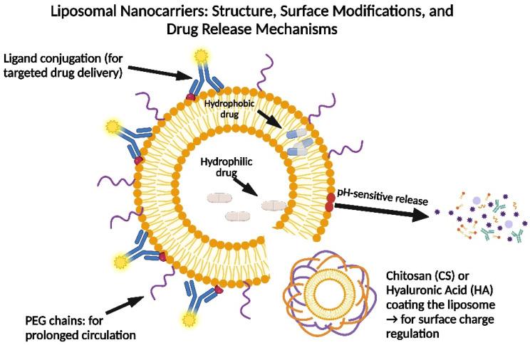 https://cdn.ncbi.nlm.nih.gov/pmc/blobs/5f88/12115183/12d07927c0a8/pharmaceutics-17-00603-g003.jpg