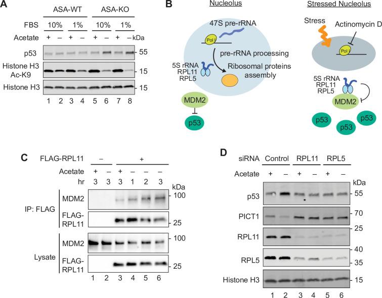https://cdn.ncbi.nlm.nih.gov/pmc/blobs/5f8c/7728262/7cdd407d6d0f/pbio.3000981.g004.jpg