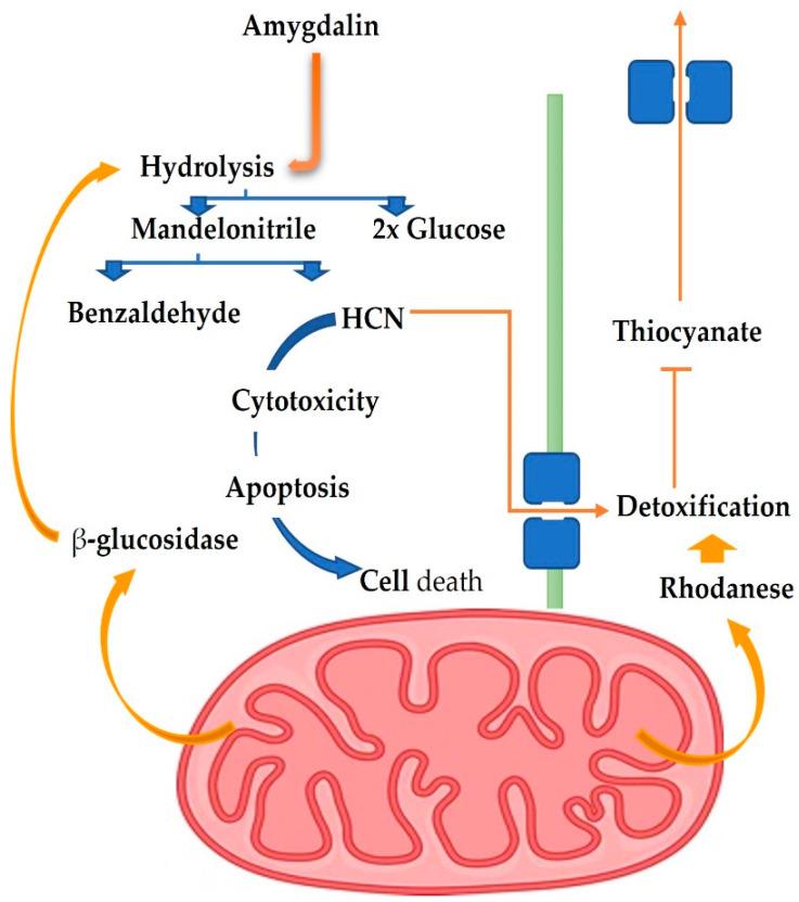 https://cdn.ncbi.nlm.nih.gov/pmc/blobs/5f8c/9599719/5b6652e17039/biomolecules-12-01514-g002.jpg