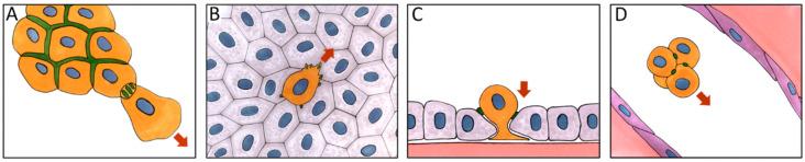 https://cdn.ncbi.nlm.nih.gov/pmc/blobs/5f8e/7918886/ab9566e991bc/ijms-22-01821-g003.jpg