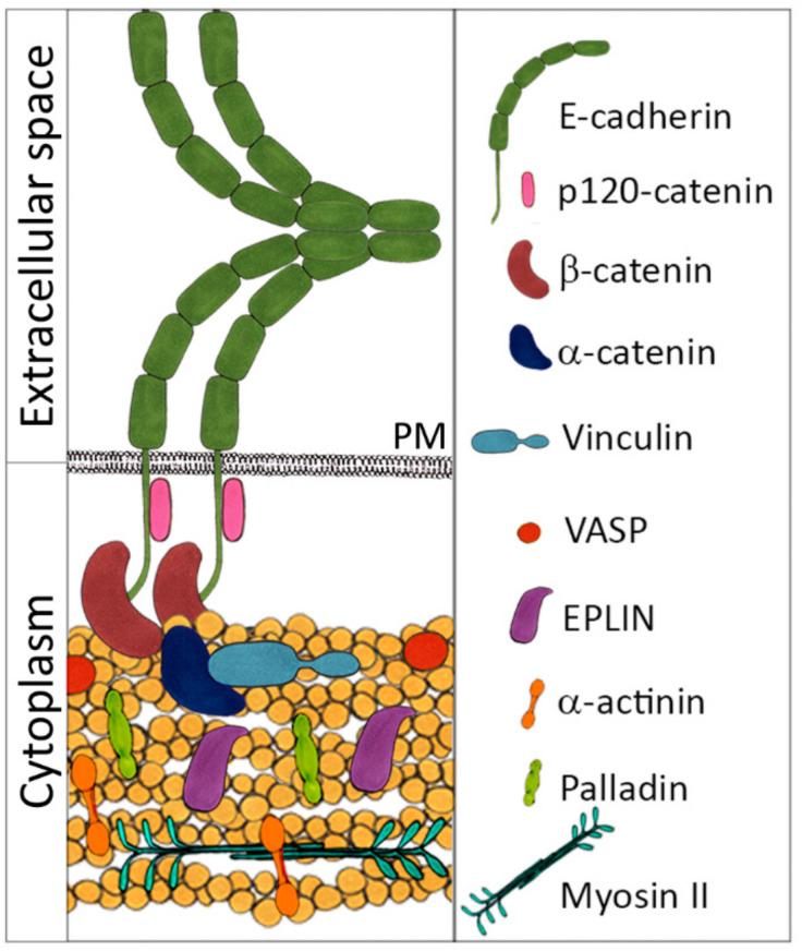 https://cdn.ncbi.nlm.nih.gov/pmc/blobs/5f8e/7918886/eb18742563e9/ijms-22-01821-g002.jpg