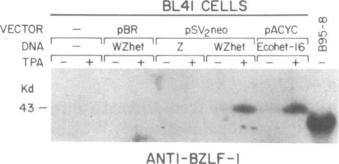 https://cdn.ncbi.nlm.nih.gov/pmc/blobs/5f8f/282869/878ee1c018f1/pnas00303-0440-b.jpg