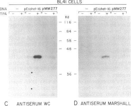https://cdn.ncbi.nlm.nih.gov/pmc/blobs/5f8f/282869/87bf47ff2d0c/pnas00303-0440-d.jpg