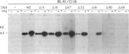 https://cdn.ncbi.nlm.nih.gov/pmc/blobs/5f8f/282869/c0d5acd6f180/pnas00303-0438-a.jpg